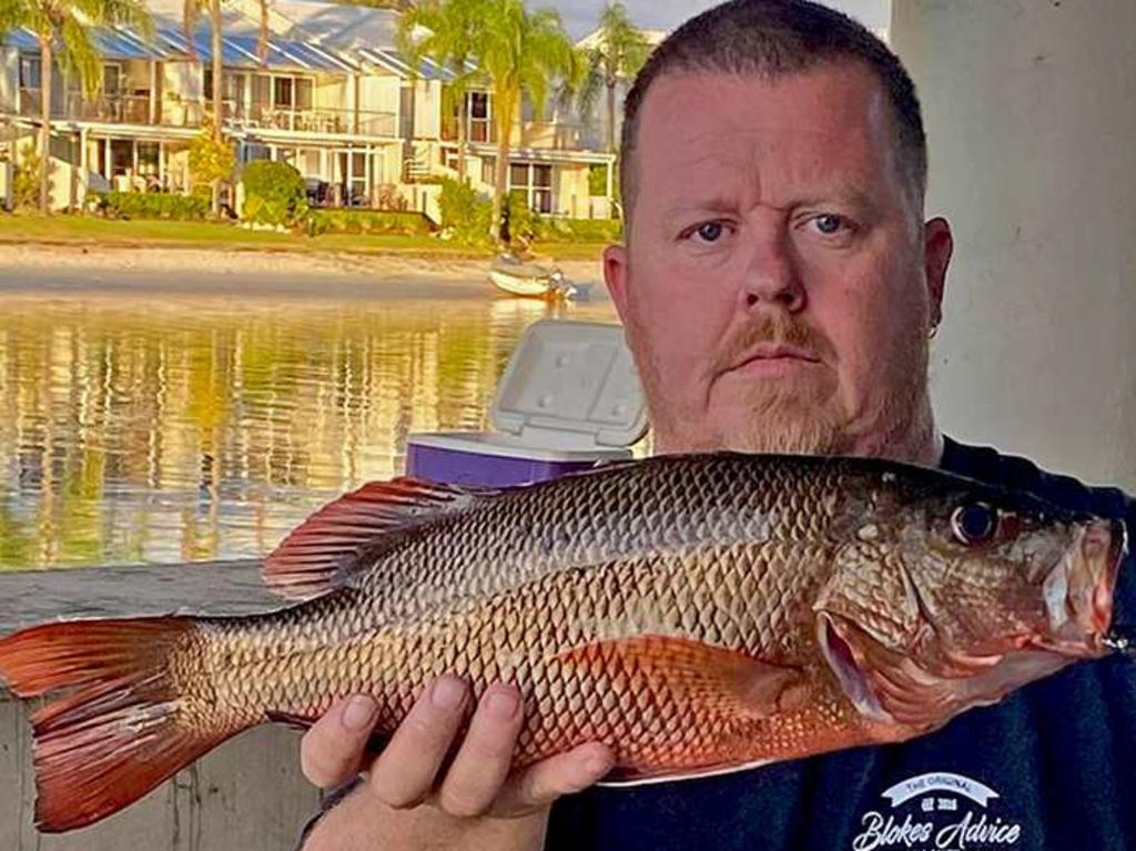 GOTCHA – Paul Smith caught this 48cm mangrove jack in Noosa Sound. It went for a whole whitebait. Photo: www.fishingnoosa.com.au