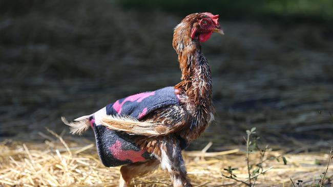 The Clucka Sisters lost their feathers and were made winter coats to protect them from the cold at the Storybook Farm Sacred Animal Garden. Picture Glenn Hampson.