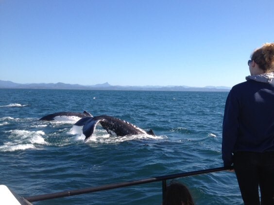 Cape Byron’s annual whale migration in full swing