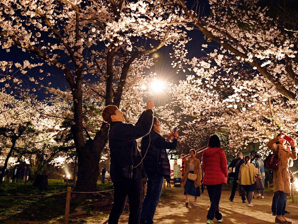 People enjoy illuminated cherry blossoms at Maizuru Park on March 26, 2018 in Fukuoka, Japan. Picture: Getty Images