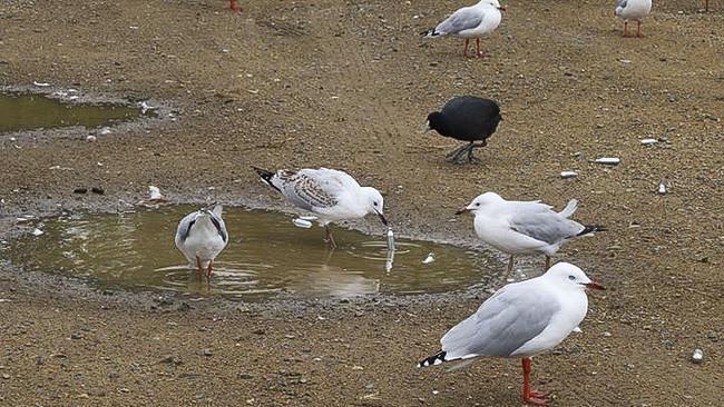 Seagulls in a Tasmanian carpark interested in littered nangs (gas canisters). Picture: Kelvin Ball