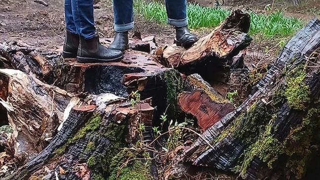 The Bob Brown peppermint tree after it was cut down. Picture: Peter Murphy