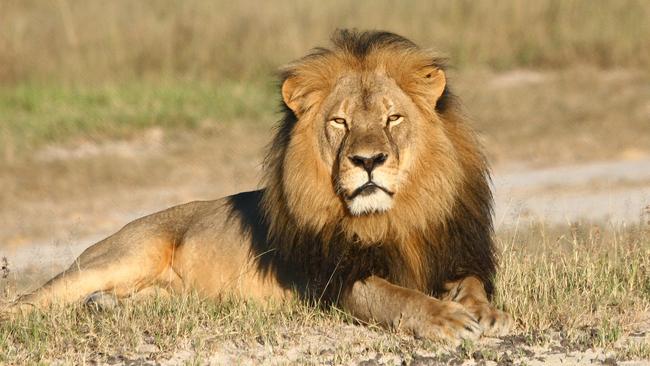 Happy times ... Cecil the lion rests in Hwange National Park, in Hwange, Zimbabwe. Two Zimbabweans arrested for illegally hunting a lion appeared in court Wednesday, while the location of the American who paid them is currently unknown. Picture: Andy Loveridge/Wildlife Conservation Research Unit via AP