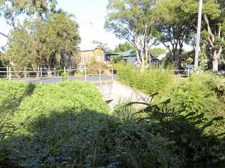 URBAN JUNGLE: The weeds around Christopher creek have been left to run wild. Picture: Tim Jarrett