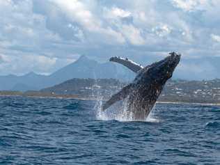 A whale breaches the surface with Mt Warning in the background. Picture: Dave  Jaeger