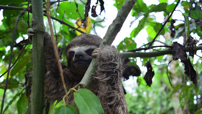 A three-toed sloth in Peru.