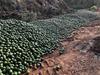 Queensland avocados dumped amid national oversupply