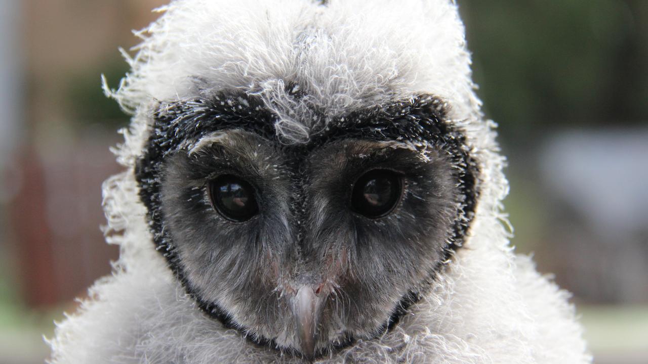 Taronga Zoo welcomes Griffin the Sooty Owl Chick