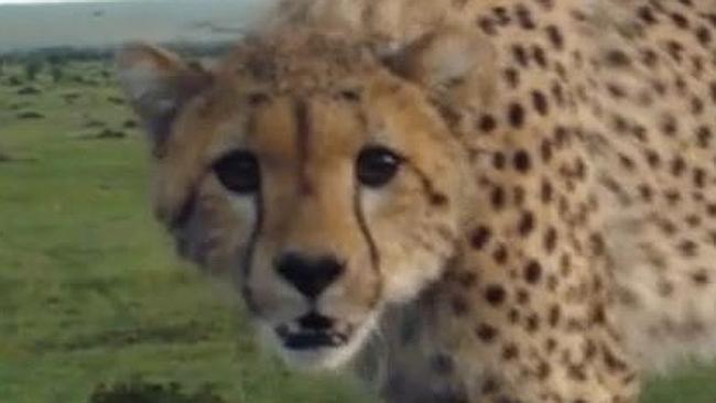 Cheetah falls into safari vehicle