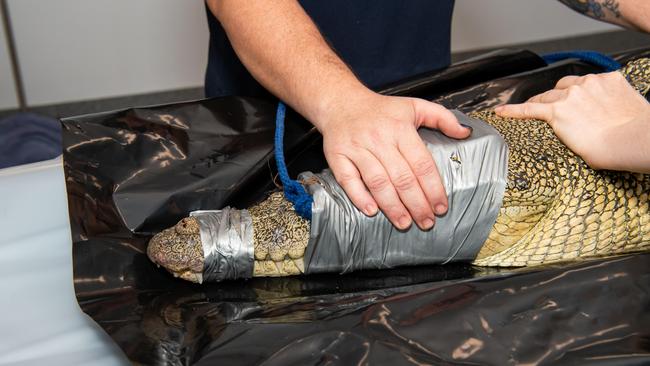 Crocodiles can now have their stomach contents scanned in the Top End. Picture: Pema Tamang Pakhrin