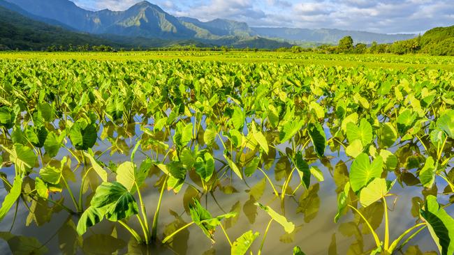 Yvonne Cunningham says taro can grow in the Far North all year round. Picture: ISTOCK