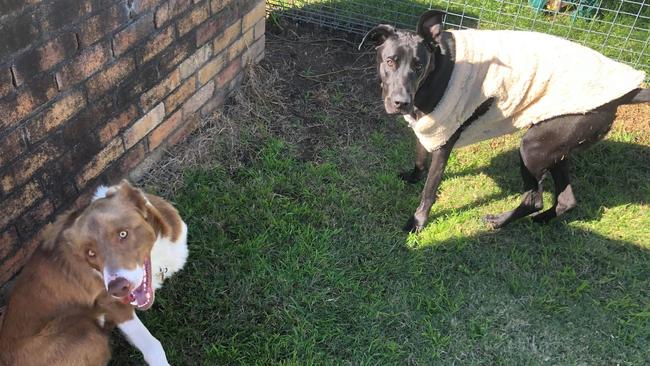 The Warwick couple's dogs, named Mac and Lola. Picture: contributed