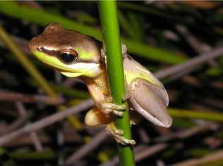 Kings Forest has been approved subject to provisions to protect local koalas and the rare Wallum Sedge Frog (pictured).