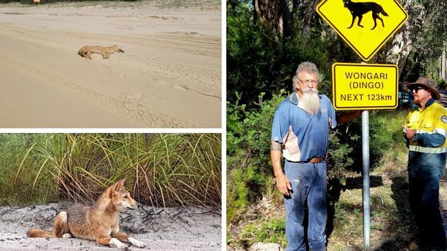 The dingo (wongari) was discovered by rangers on Eurong beach near a 40km/hour sign.