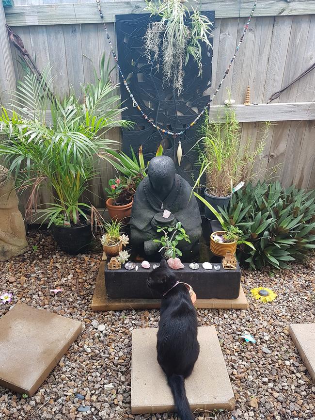 Ted meditating. International Cat Day. Reader pet photos. Picture: Robyn Somers