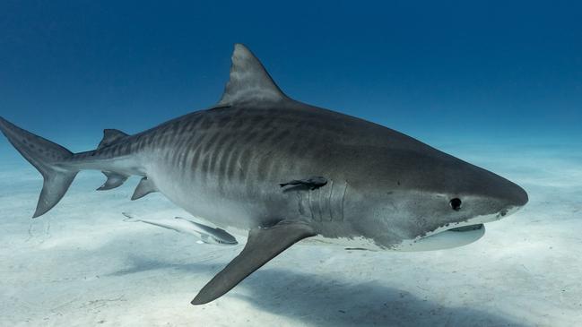 Yep, Australia, where occasionally the wildlife — and some pets — can turn on you.