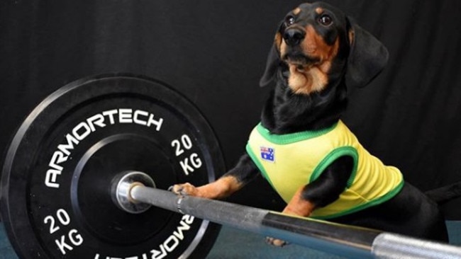 Brakkus the dog as strong as he is long. Picture: Instagram