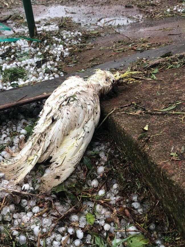 Storm damage at a farm at Coolabunia. Picture: Damien Tessmann