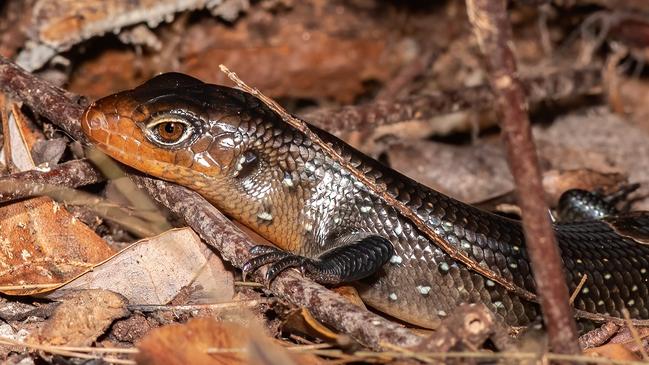 A juvenile land mullet found in the Springbrook BioBlitz in the Gold Coast hinterland. Pic by Narelle Power from DWWFAUNA.