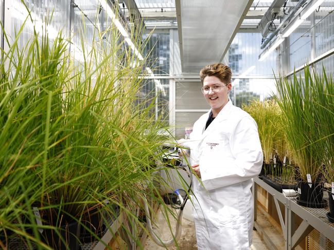 Sarah Fletcher with her agricultural experiments in the greenhouse lab in Richmond. Picture: Jonathan Ng