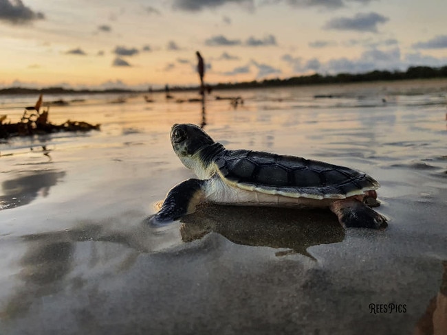 Turtle hatchings on Mackay beaches. Picture: Ree Sangha