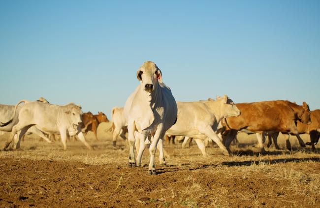 Territory cattlemen say drought is affecting stations in the Barkly Tableland.