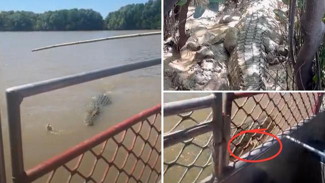 Damian Duffy - or @wildmanadventures on Instagram - shared footage of a mauled croc with three legs left after it was attacked by Dominator the 6m croc in Adelaide River.