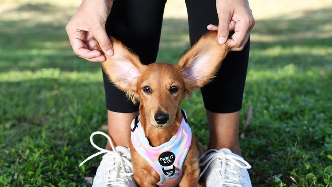 Best of 2022. Cutest Dog Winner voted by Bulletin subscribers, Poppy, a 4 month old Dachshund. Picture: Shae Beplate.