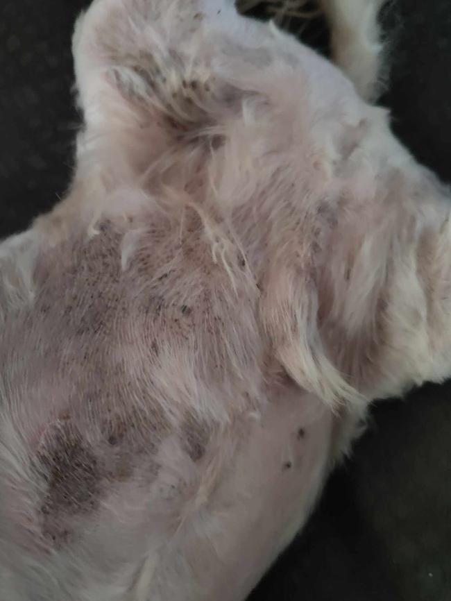 Rashes appearing on Tracey Butler's dog. Picture: Supplied