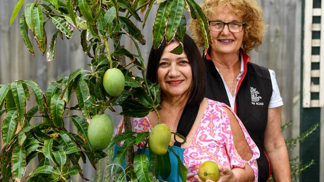 Maxine Adam with Felicity Wells from the Bay Road Nursery pose with the fruitful mango tree. Picture: Penny Stephens.