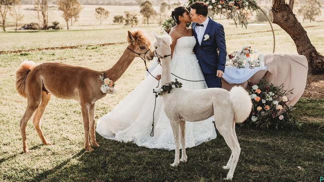 Thilini and Danny on their wedding day with the alpacas.