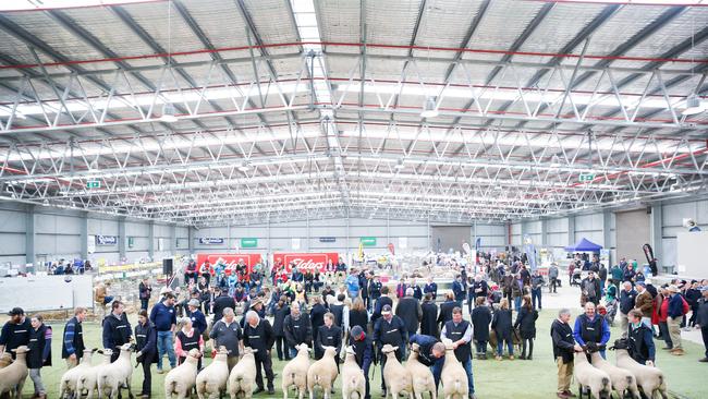 Prime line-up: Judging action from last year’s Australian Sheep and Wool Show in Bendigo. Picture: Chloe Smith