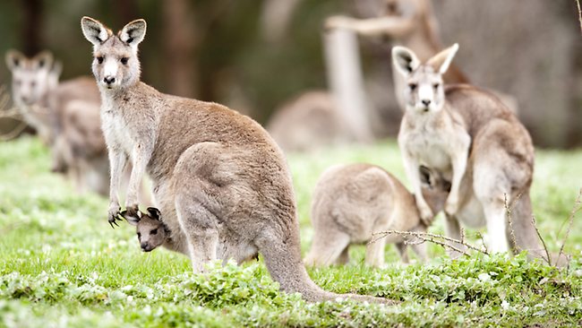 Hunt for men who stoned roo to death | The Advertiser