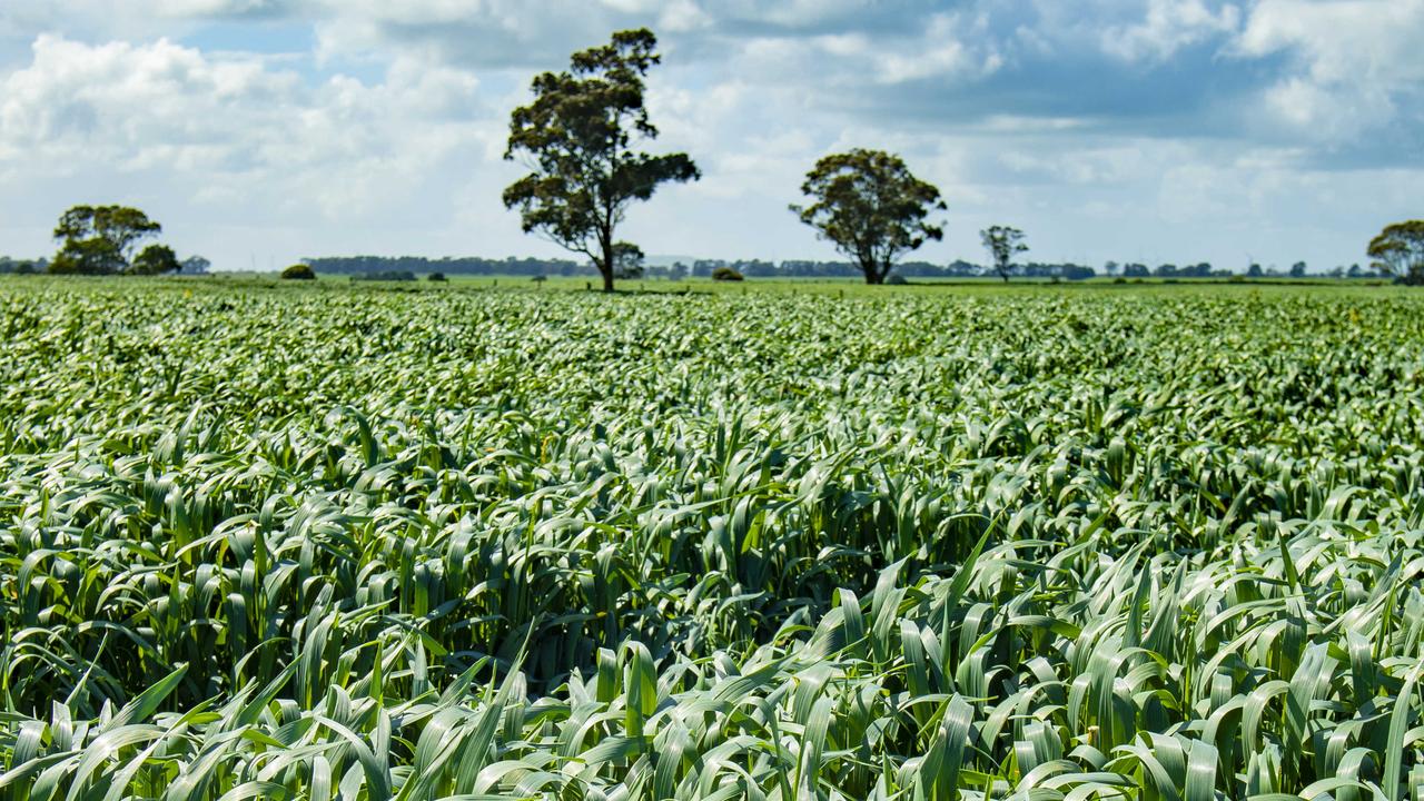 A crop of Australian oats. Picture: Zoe Phillips