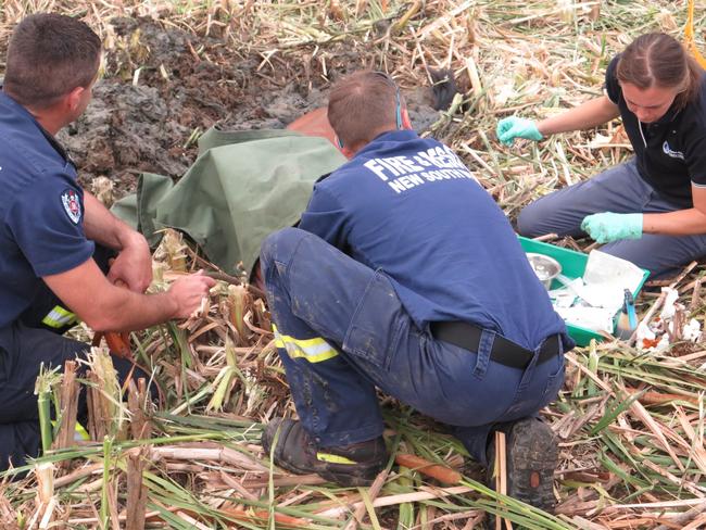 Veterinarian Dr Jenny Watts sedating Moose. Picture: Fire and Rescue NSW