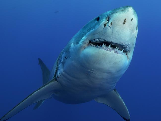 Great White Shark, Carcharodon carcharias, close up, at Guadalupe Island, Mexico, East Pacific Ocean...GroÃÅ¸er WeiÃÅ¸er Hai, Carcharodon carcharias, in Nahdistanz, Guadalupe Island, Mexiko, Ost Pazifischer Ozean.