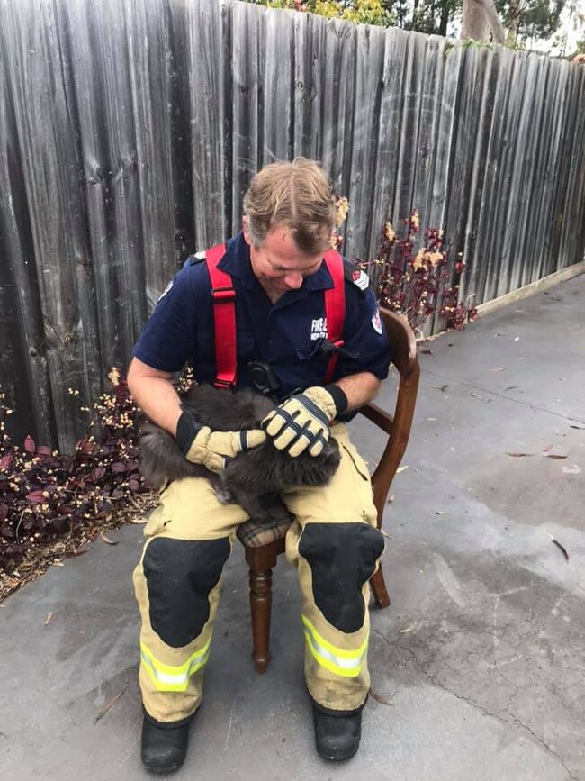 A firefighter looking after one of the cats that was saved from the fire. Picture: FRNSW Hornsby