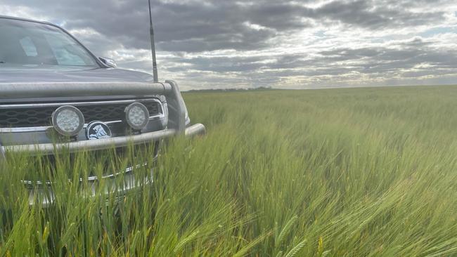 John Gladigau's crops at Loxton in South Australia are looking fantastic after "season defining" 70mm of rainfall in September. Photo: Supplied