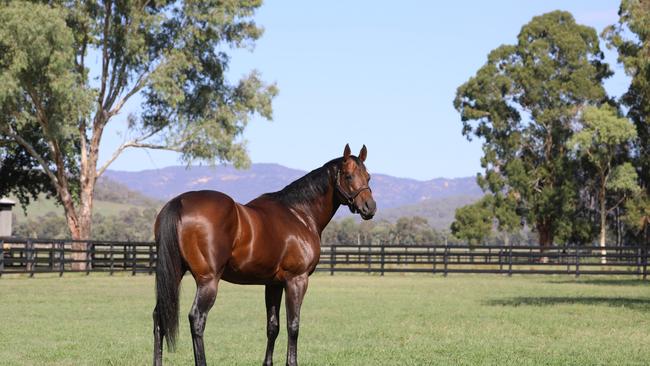 Zoustar is one of the world’s leading sires. Picture: Widden Stud