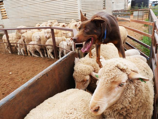 A Portrait of Australia: The best stories from 30 years of Australian Geographic. Champion kelpie sheepdog Fella dominates the ewes and lambs at Bel-Air station near Nyngan in NSW. Photo by Paul Raffaele.