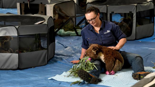 Jane Brister, Director of Adelaide Koala Rescue with Cupid who was burnt in the Cudlee Creek bushfire. Picture: Tricia Watkinson.