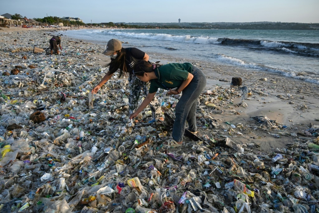 Shells to surfboards: how wildlife has adapted to plastic