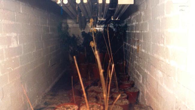 The cellar of the Parafield Gardens home where Stuart Pearce grew cannabis. Picture: South Australian Police.