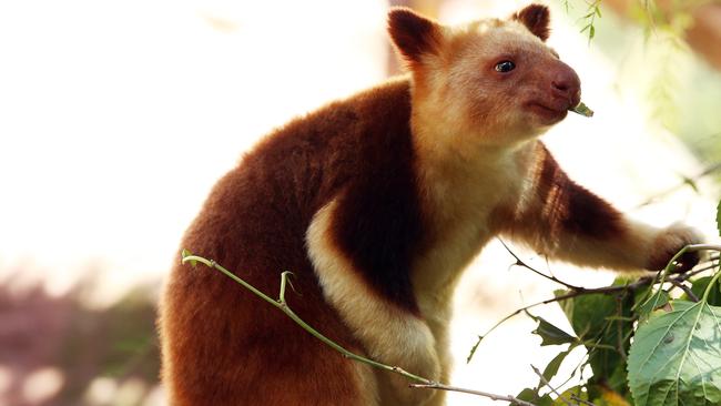 Suli the tree kangaroo settles into his new home at Featherdale Wildlife Park. Picture: Sam Ruttyn