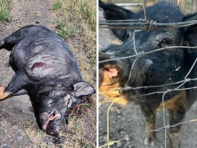 Family’s distress after pet pig shot dead by cops after crash