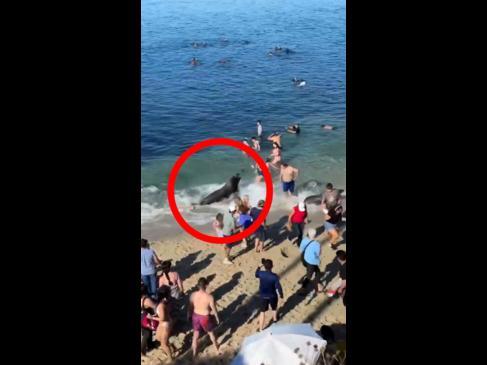 Mama sea lion charges at swimmers on beach