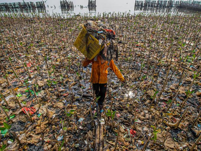 A worker carries a crate full of garbage in Jakarta, Indonesia. Plastic debris can accumulate quickly in mangrove forests, damaging the roots, which are essential for stabilising the coastline and providing habitat for numerous species. Picture: Gerdie Hutomo