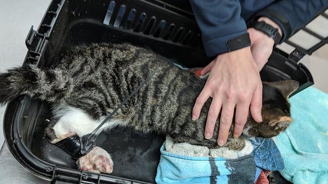 In a horrific case of animal cruelty someone dumped a cat with its legs cable tied and bound in duct tape at Wally Tew Reserve.