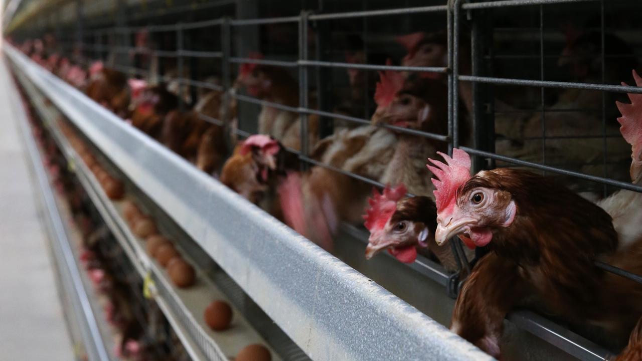 NSW is the worst offender for battery hens in the country.