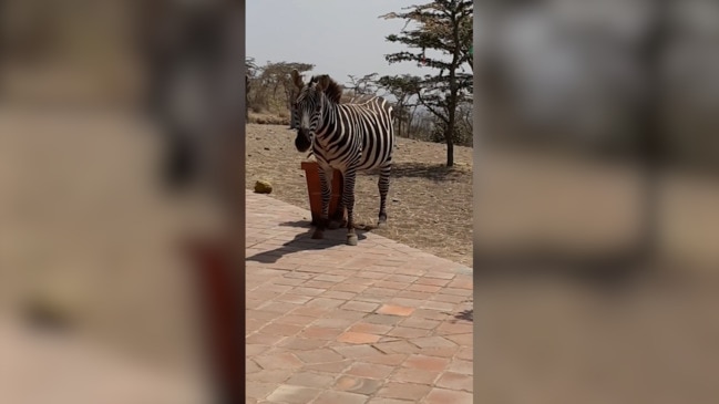 Deborah Thiele looks after 14 wild zebra on her property in Kenya